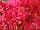 Syngenta Flowers, Inc.: Chrysanthemum Garden  'Red' 
