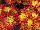 Syngenta Flowers, Inc.: Chrysanthemum Pot  'Orange Bicolor' 