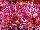 Syngenta Flowers, Inc.: Chrysanthemum Pot  'Pink' 
