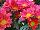 Syngenta Flowers, Inc.: Chrysanthemum Pot  'Fuchsia' 