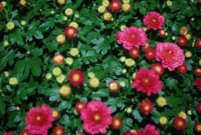 Syngenta Flowers, Inc.: Gigi™ Chrysanthemum Coral 