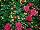 Syngenta Flowers, Inc.: Chrysanthemum  'Coral' 