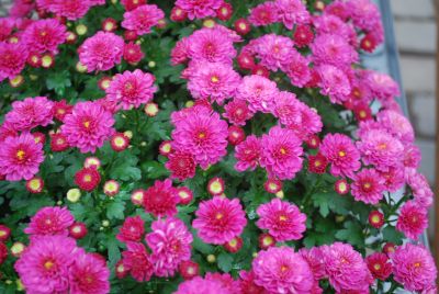 Gigi™ Chrysanthemum Dark Pink 