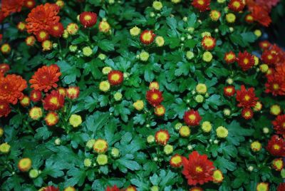 Gigi™ Chrysanthemum Orange