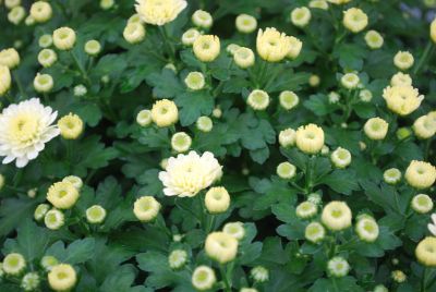 Syngenta Flowers, Inc.: Gigi™ Chrysanthemum Snow 