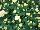 Syngenta Flowers, Inc.: Chrysanthemum  'Snow' 