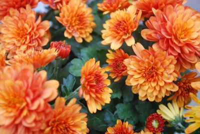 Hailey™ Chrysanthemum Orange 