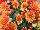 Syngenta Flowers, Inc.: Chrysanthemum  'Orange' 