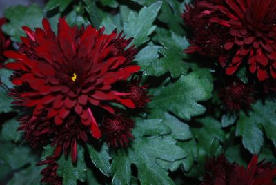 Kathleen™ Chrysanthemum Dark Red 