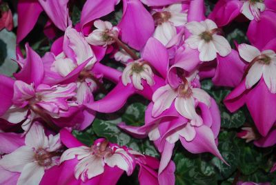 Syngenta Flowers, Inc.: Fleur en Vogue™ Cyclamen Purple 