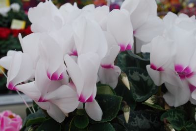 Syngenta Flowers, Inc.: Rainier™ Cyclamen White with Eye 