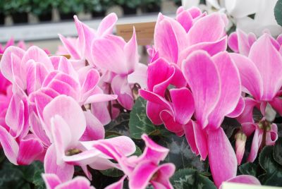 Syngenta Flowers, Inc.: Rainier™ Cyclamen Wine Flame 