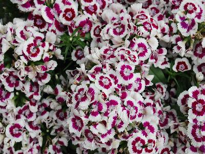 Syngenta Flowers, Inc.: Dianbunda Dianthus Purple Picotee 