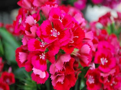 Syngenta Flowers, Inc.: Dianbunda Dianthus Red 