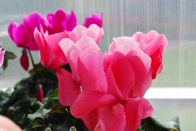 Syngenta Flowers, Inc.: Perfetto™ Cyclamen Salmon 