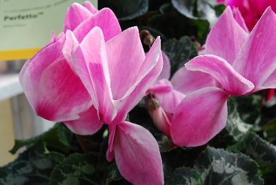 Syngenta Flowers, Inc.: Perfetto™ Cyclamen White Flame 