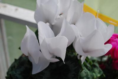 Syngenta Flowers, Inc.: Perfetto™ Cyclamen White 