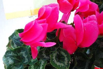 Syngenta Flowers, Inc.: Perfetto™ Cyclamen Deep Rose 