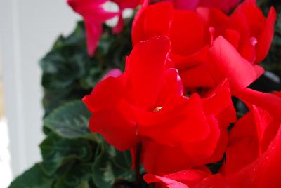 Syngenta Flowers, Inc.: Perfetto™ Cyclamen Scarlet 