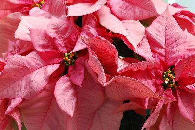 Titan™ Poinsettia Pink