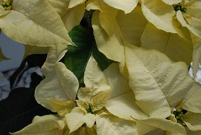 Titan™ Poinsettia White