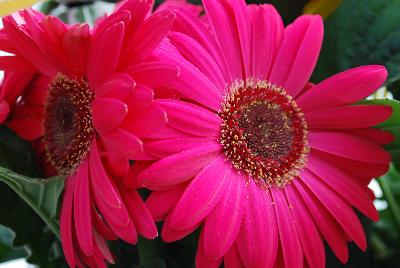 Syngenta Flowers, Inc.: Bengal™ Gerbera Rose with Eye 