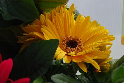 Syngenta Flowers, Inc.: Bengal™ Gerbera Yellow with Eye 