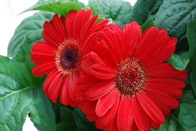 Syngenta Flowers, Inc.: Bengal™ Gerbera Red with Eye 