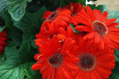 Syngenta Flowers, Inc.: Bengal™ Gerbera Orange 