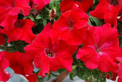 Syngenta Flowers, Inc.: TriTunia™ Petunia Red 