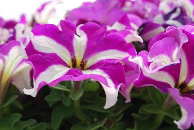 Syngenta Flowers, Inc.: TriTunia™ Petunia Purple Star 