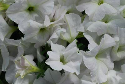 TriTunia™ Petunia White 