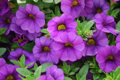 Callie® Calibrachoa Dark Blue Improved 