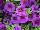 Syngenta Flowers, Inc.: Calibrachoa  'Dark Blue Improved' 