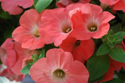 Syngenta Flowers, Inc.: Sanguna® Petunia Salmon 