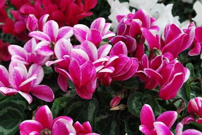 Laser™ Snowridge Cyclamen (intermediate) Purple 