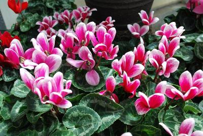 Laser™ Snowridge Cyclamen (intermediate) Wine 