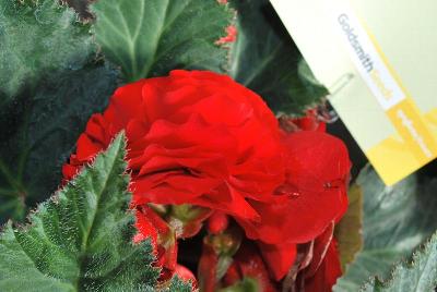 Syngenta Flowers, Inc.: Go-Go™ Begonia Red 