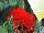Syngenta Flowers, Inc.: Begonia  'Red' 
