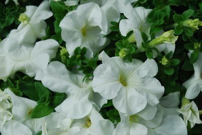 TriTunia™ Petunia White 