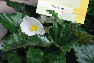 Go-Go™ Begonia White 