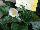 Syngenta Flowers, Inc.: Begonia  'White' 