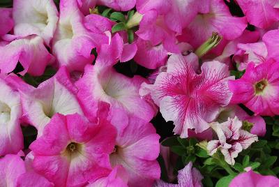 Syngenta Flowers, Inc.: TriTunia™ Petunia Pink Morn 