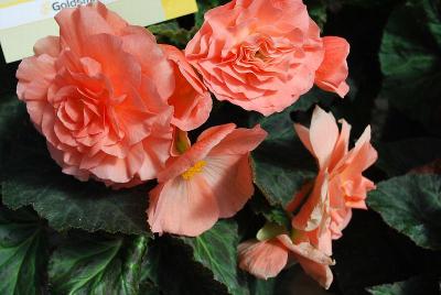 Syngenta Flowers, Inc.: Go-Go™ Begonia Salmon 