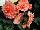Syngenta Flowers, Inc.: Begonia  'Salmon' 