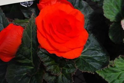 Syngenta Flowers, Inc.: Go-Go™ Begonia Orange 