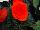 Syngenta Flowers, Inc.: Begonia  'Orange' 
