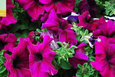 Syngenta Flowers, Inc.: TriTunia™ Petunia Burgundy 