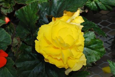 Go-Go™ Begonia Yellow 