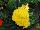 Syngenta Flowers, Inc.: Begonia  'Yellow' 